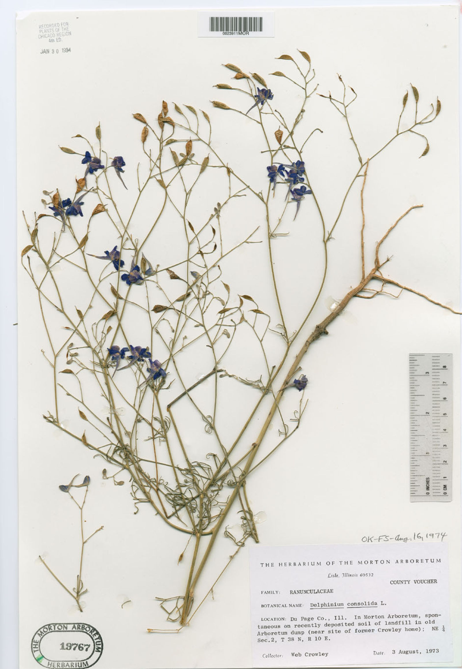 Consolida regalis subsp. divaricata image