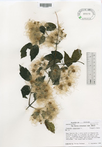 Clematis virginiana image