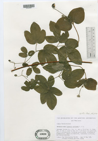 Clematis pitcheri image