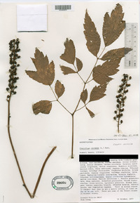 Actaea racemosa image