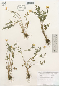 Ranunculus fascicularis image