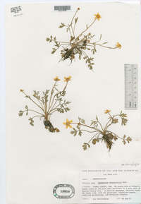 Ranunculus fascicularis image