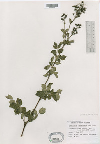 Thalictrum dasycarpum image