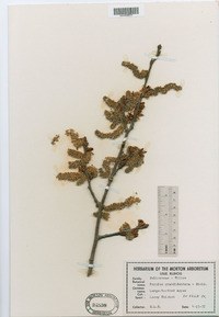 Populus grandidentata image