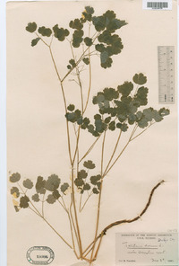 Thalictrum dioicum image