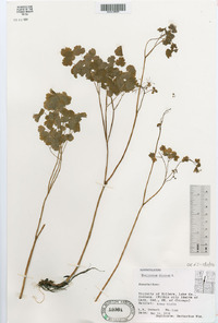 Thalictrum dioicum image