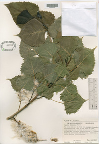 Populus deltoides image