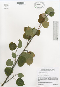 Populus smithii image