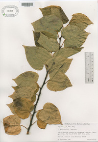 Populus × jackii image