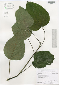 Populus heterophylla image