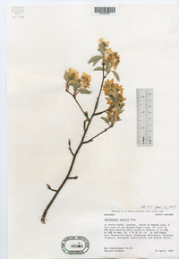 Amelanchier spicata image