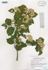 Crataegus calpodendron image