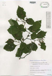 Crataegus calpodendron image