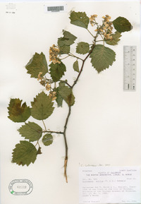 Crataegus mollis image