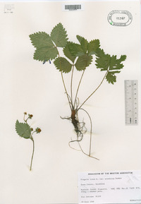 Fragaria vesca subsp. americana image