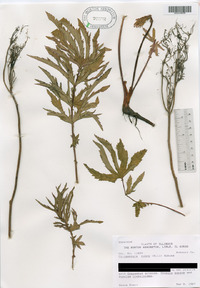 Filipendula rubra image