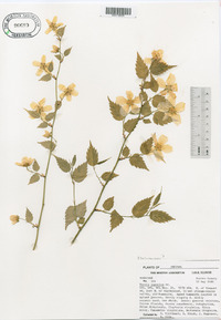 Kerria japonica image