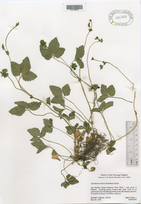 Potentilla indica image