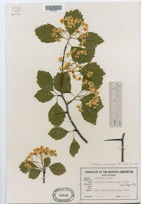 Crataegus succulenta image