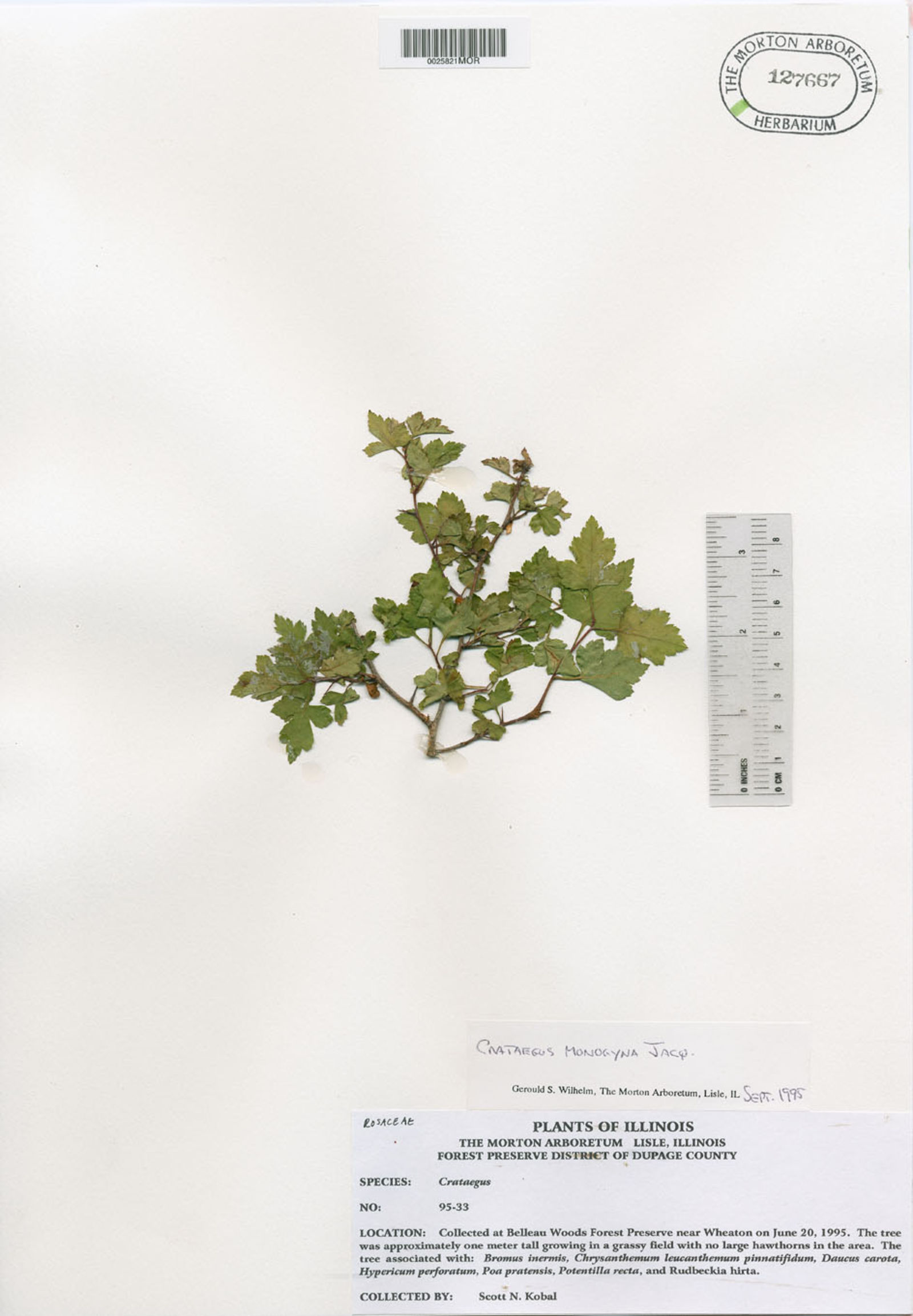 Crataegus phaenopyrum image