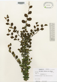 Cotoneaster divaricatus image