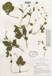 Geum urbanum image