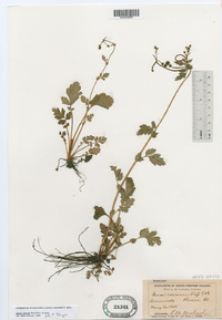 Geum vernum image