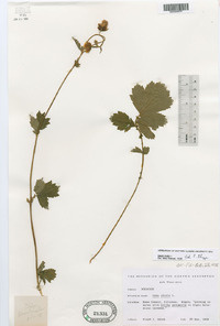 Geum rivale image