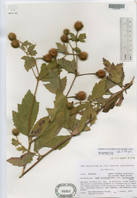 Geum laciniatum image