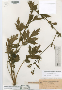 Geum aleppicum image