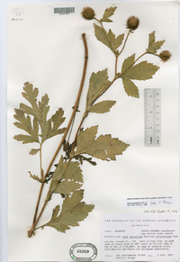 Geum laciniatum var. trichocarpum image