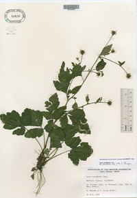 Geum canadense image