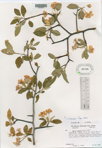 Malus ioënsis image