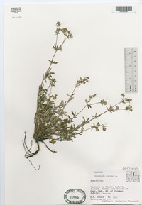 Potentilla argentea image