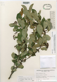 Aronia × prunifolia image