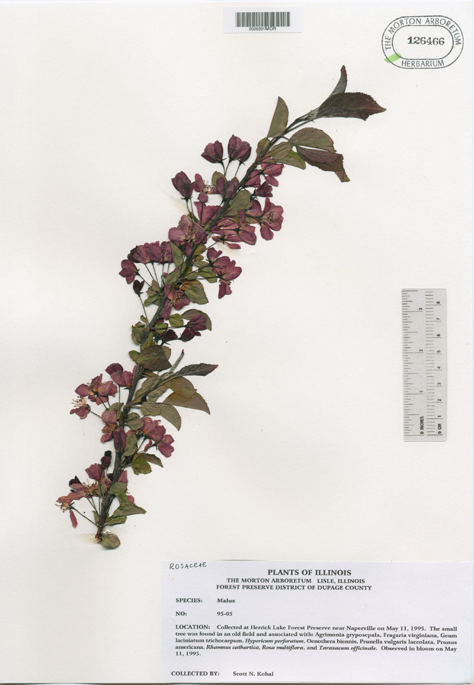 Malus purpurea image