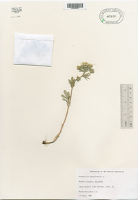 Potentilla pensylvanica image