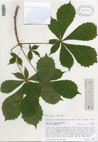 Aesculus hippocastanum image