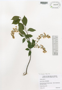 Prunus padus image