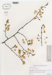 Prunus nigra image