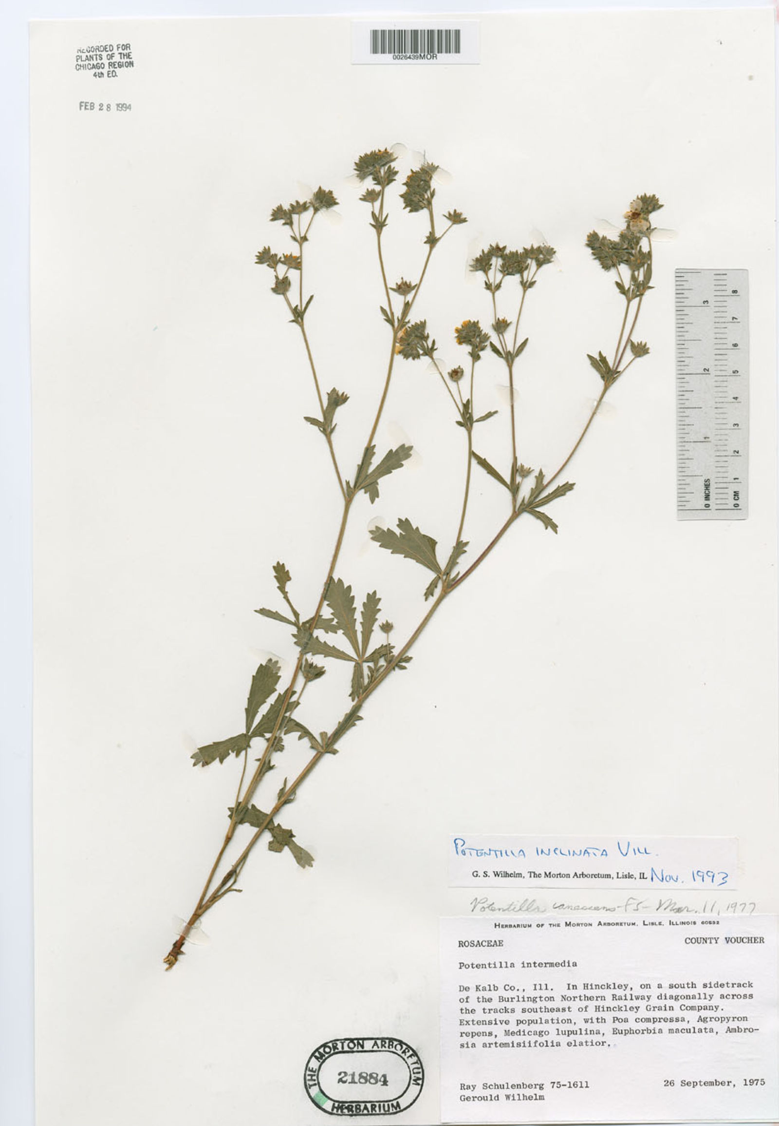 Potentilla inclinata image