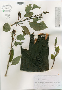 Prunus avium image