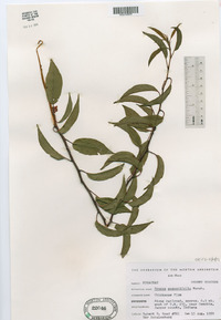 Prunus angustifolia image