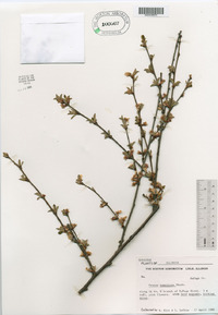 Prunus tomentosa image