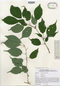 Prunus sargentii image