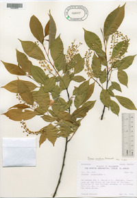 Prunus serotina image