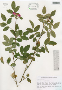 Rosa carolina image