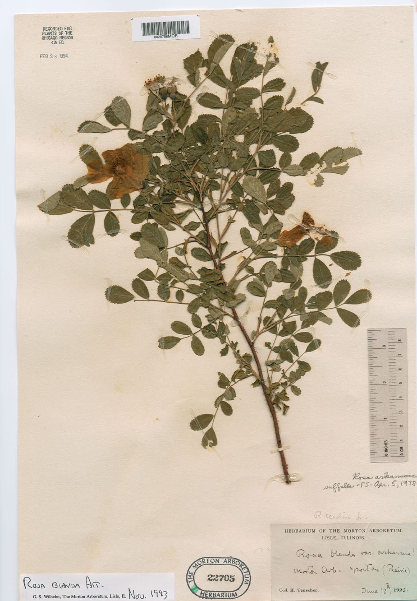 Rosa × medioccidentis image