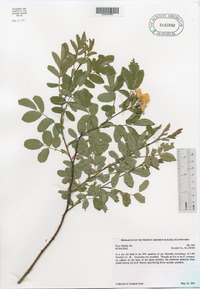 Rosa × medioccidentis image