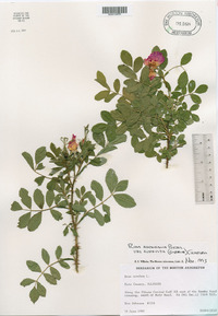 Rosa × medioccidentis image